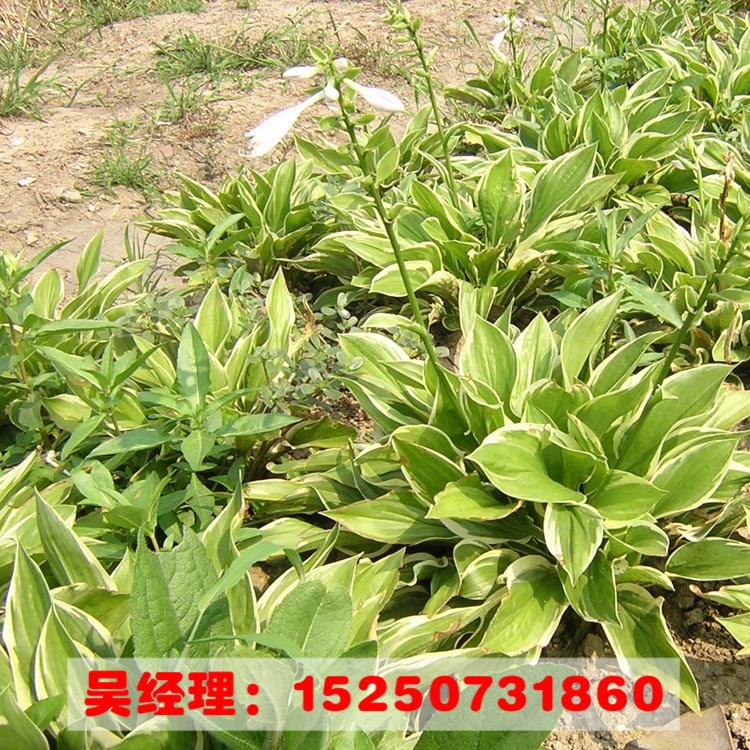 山东苗圃基地批发玉簪苗 金边玉簪苗 观叶植物 青叶玉簪花 白玉簪