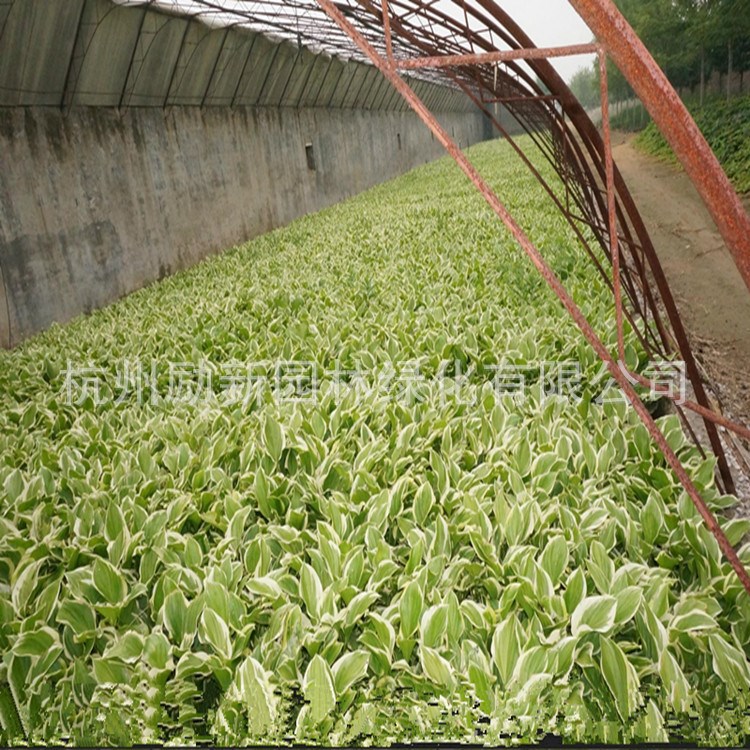 玉簪 地被類 花草 批發(fā)供應(yīng)水生植物 品種 深淺水植物 量大從