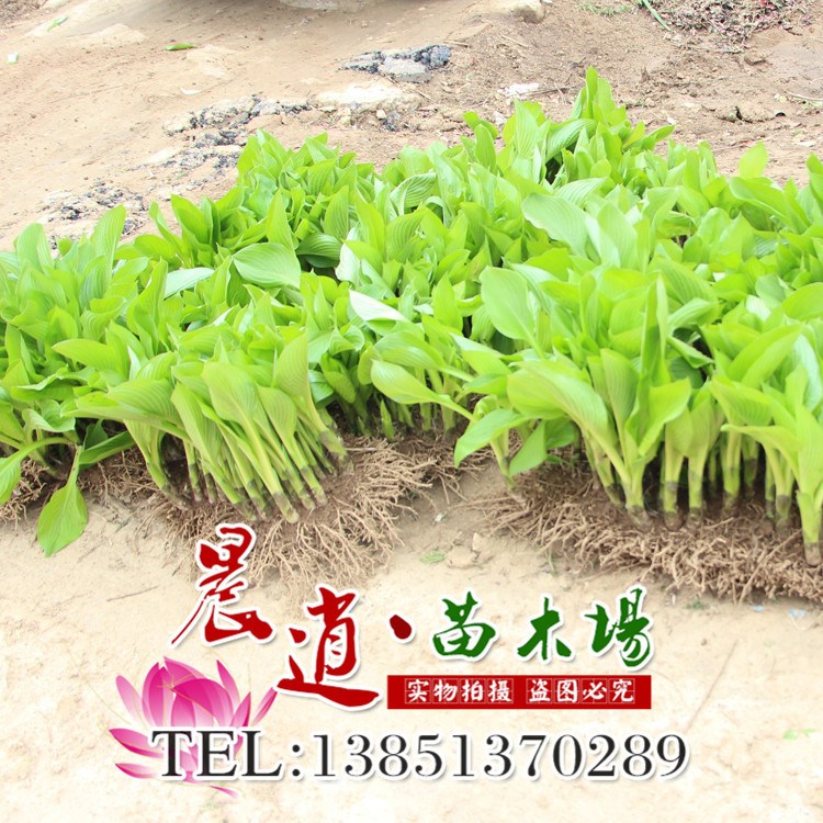 基地批發(fā)玉簪  金邊玉簪 花葉玉簪 盆栽植物 品種 價格優(yōu)惠