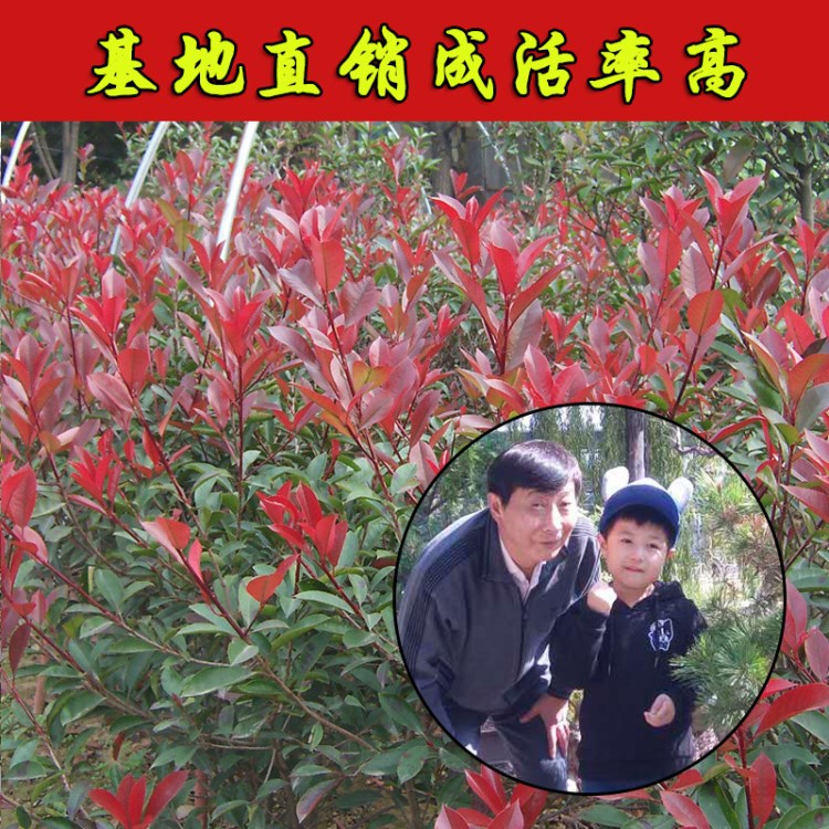 全國(guó)供應(yīng)紅葉石楠成活率高 基地批發(fā)根系發(fā)達(dá)紅葉石楠  量大優(yōu)惠