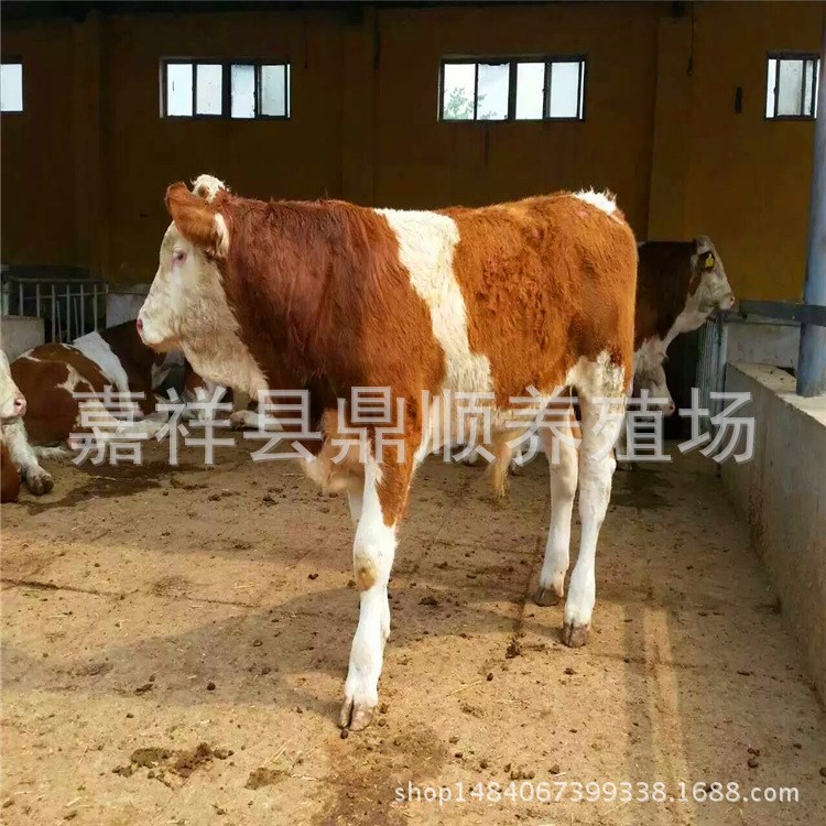 山東煙臺肉牛養殖場，山東大型肉牛養殖，肉牛牛舍建設規劃