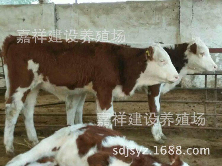 西門塔爾肉牛苗,西門塔爾小牛犢價格,江西西門塔爾牛養殖場