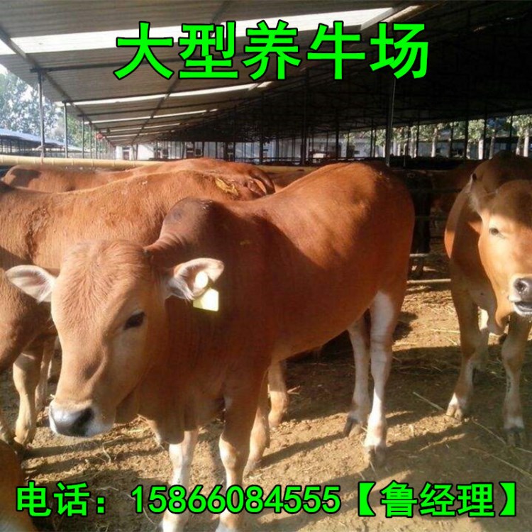 肉牛养殖鲁西黄牛/西门塔尔牛/牛犊价格/广东省大型肉牛养殖场