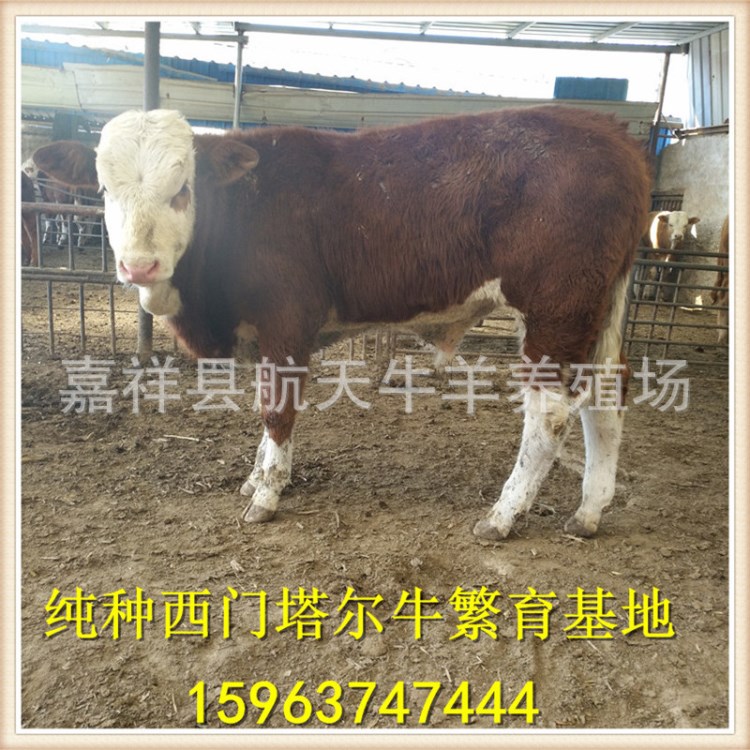 西門塔爾肉牛苗,西門塔爾小牛犢價格,江西西門塔爾牛養(yǎng)殖場