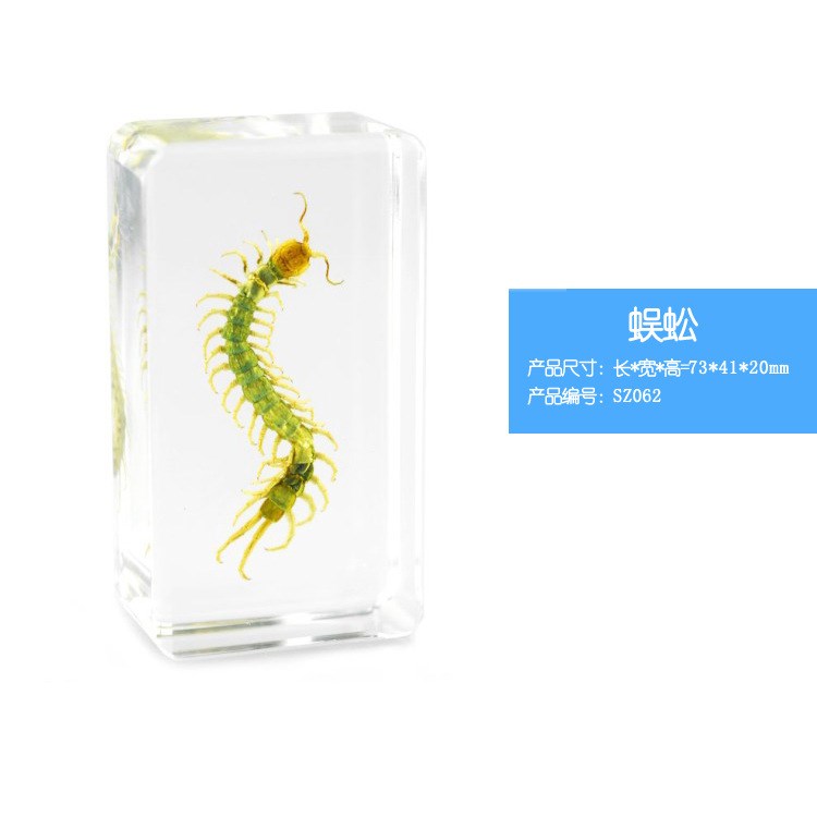 蜈蚣 包埋標本人工琥珀書鎮樹脂鎮紙創意禮品昆蟲標本 旅游紀念品