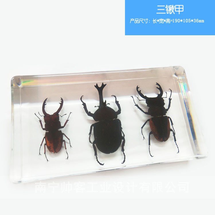 精美昆蟲琥珀書鎮(zhèn) 鍬甲蟲 透明樹脂標(biāo)本工藝品 創(chuàng)意禮品 人工包埋