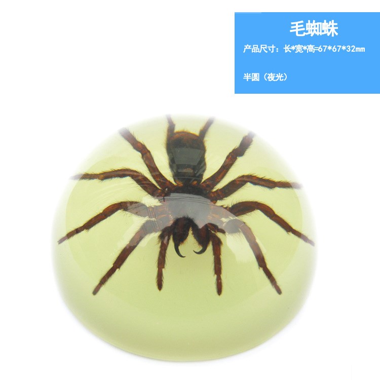 昆蟲標本包埋動物標本 人工琥珀書鎮半圓樹脂工藝品外貿 創意禮品