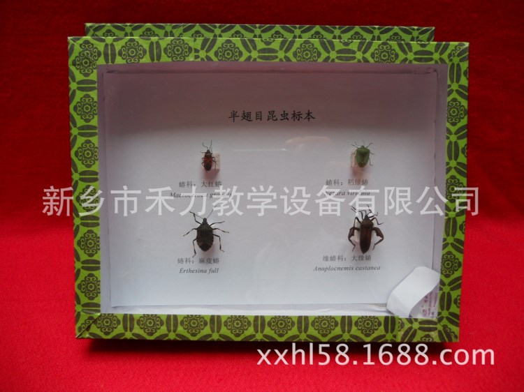 廠家直銷 昆蟲標(biāo)本 教具教學(xué) 高端大氣書鎮(zhèn)禮品工藝品 可定制