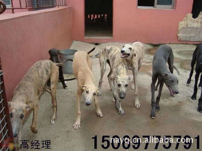 山東靈緹犬養(yǎng)殖場 靈緹犬幼犬價(jià)格 靈緹犬養(yǎng)殖技術(shù)