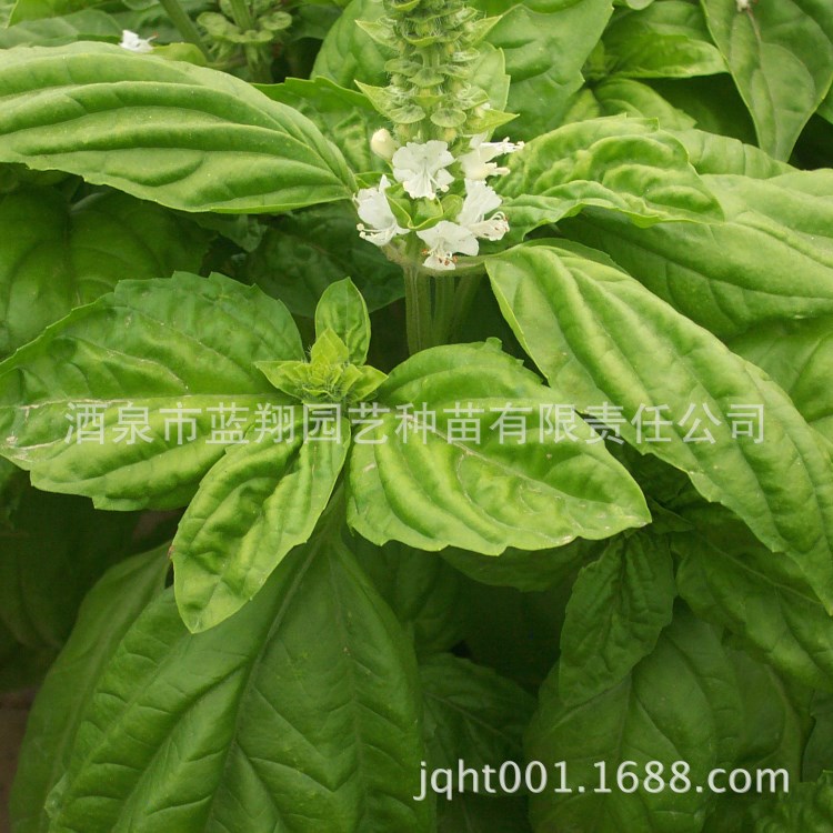 廠家直銷 花卉種子 芳香植物 花種子 特大葉羅勒 羅勒 種子批發(fā)