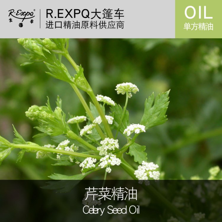 芹菜精油Celery Seed Oil 单方精油原料批发 精油oem