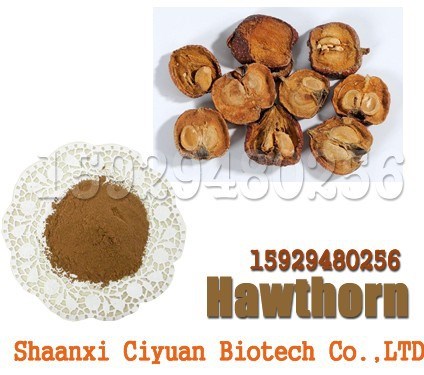 廠家直銷：山楂提取物 10:1 山楂果提取物 山果紅提取物