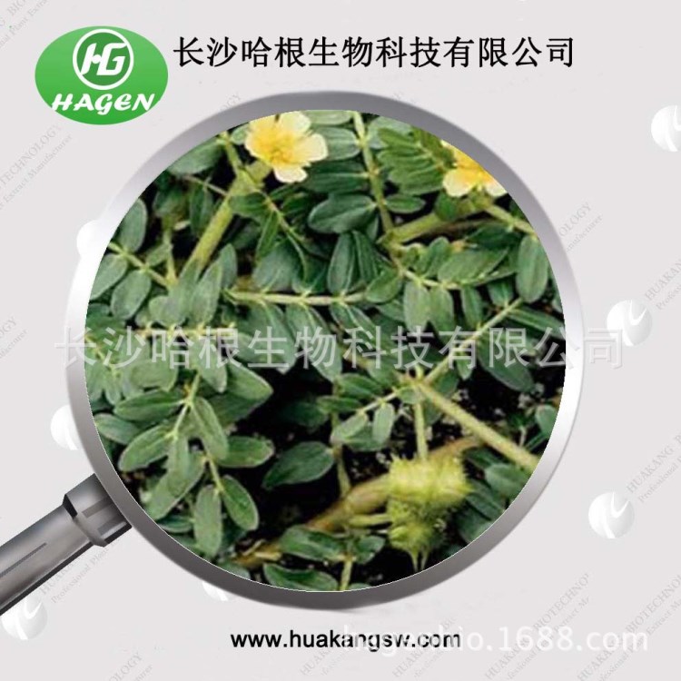工廠供應(yīng)刺蒺藜提取物 刺蒺藜皂甙（可作商檢）