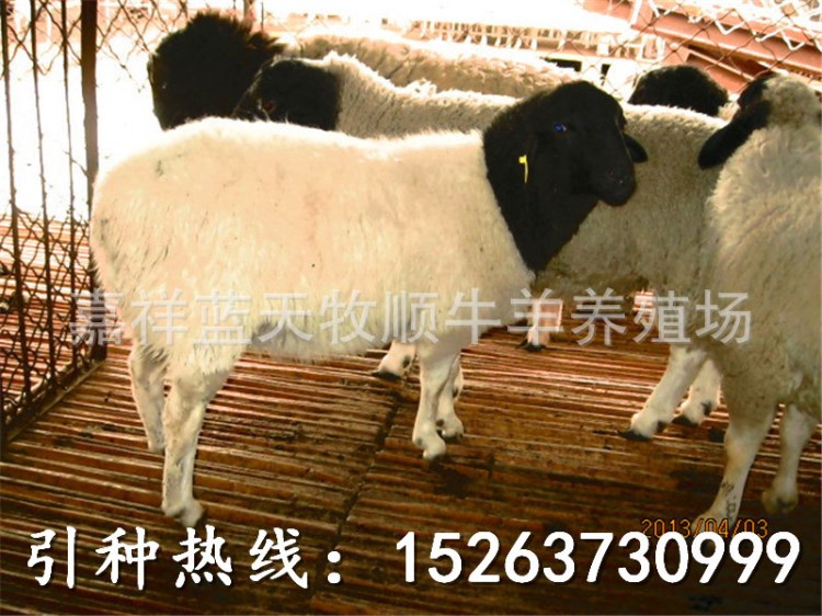 杜泊羊！黑頭杜泊羊價格，里有賣杜泊羊