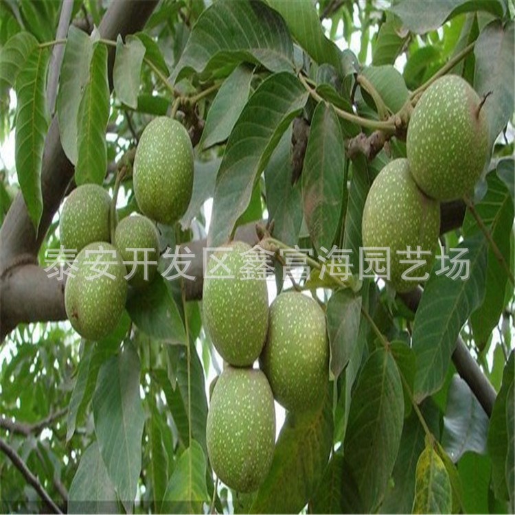 基地出售香玲核桃苗 價格優惠 品種 規格 核桃樹
