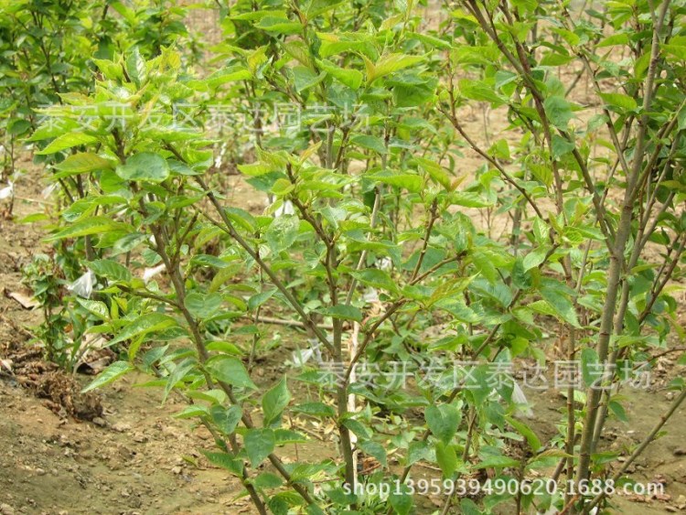 莱芜矮化樱桃苗 车厘子大樱桃苗 莱芜核桃嫁接苗