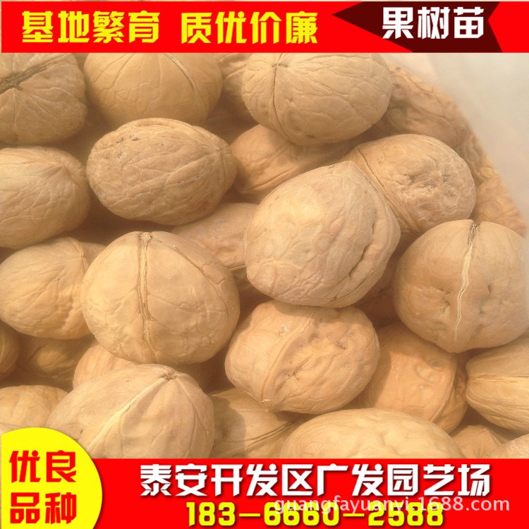 薄皮早熟 核桃樹 苗新品種數(shù)量多 核桃樹苗生產(chǎn)基地批發(fā)