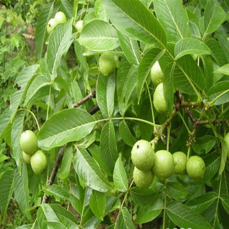 泰安香玲核桃苗基地 香玲核桃苗价格实惠 种植基地直销香玲核桃