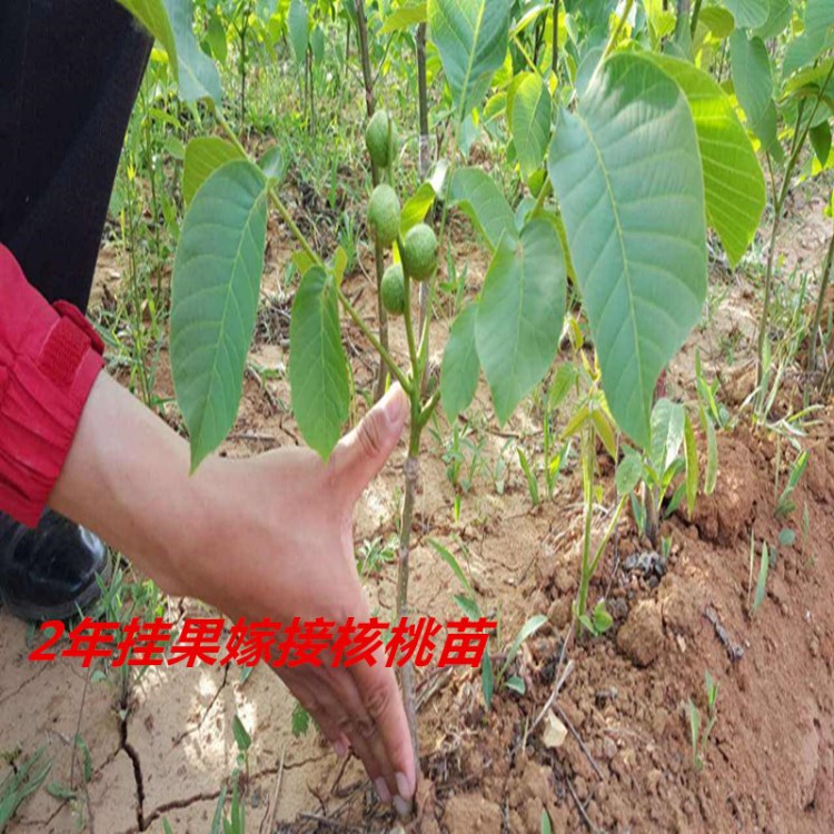 重慶嫁接香玲核桃苗 特早熟 掛果多 薄皮核桃樹(shù)苗新品種 歡迎訂購(gòu)