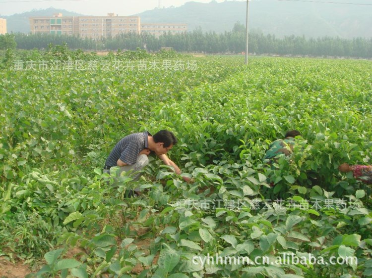 核桃苗 香玲核桃 新疆薄殼