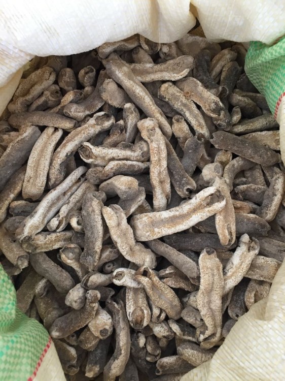 野生赤條參 赤參40頭 會銷淡干虎皮參 海參干貨批發 酒店食材