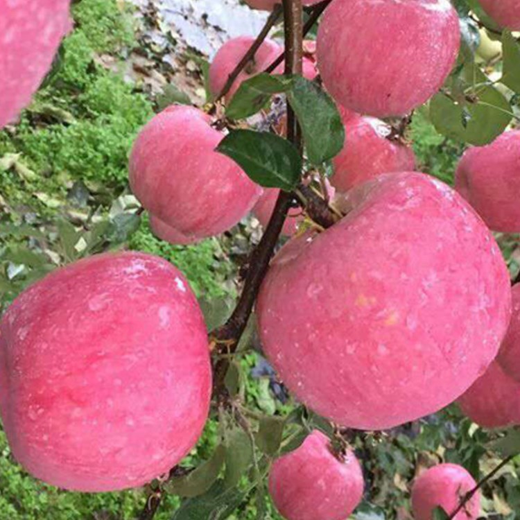 陝西洛川紅富士蘋果 新鮮水果紅富士 手提禮品盒裝12斤包郵