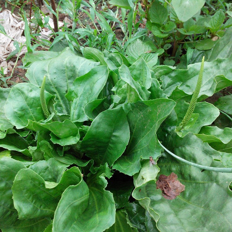 车前子猪耳草  车前子种子 车前草种子 菜园栽培 庭院植物