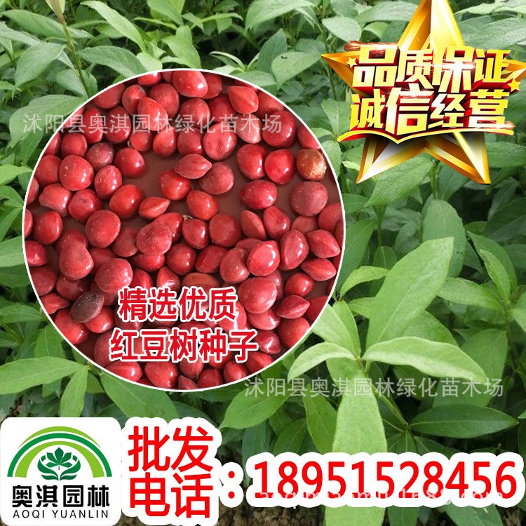 批發(fā)紅豆樹種子 別名何氏紅豆、鄂西紅豆、江陰紅豆、花梨木