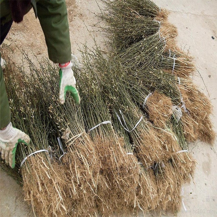 常年现货销售枳壳苗 枸橘小苗 嫁接枸橘苗