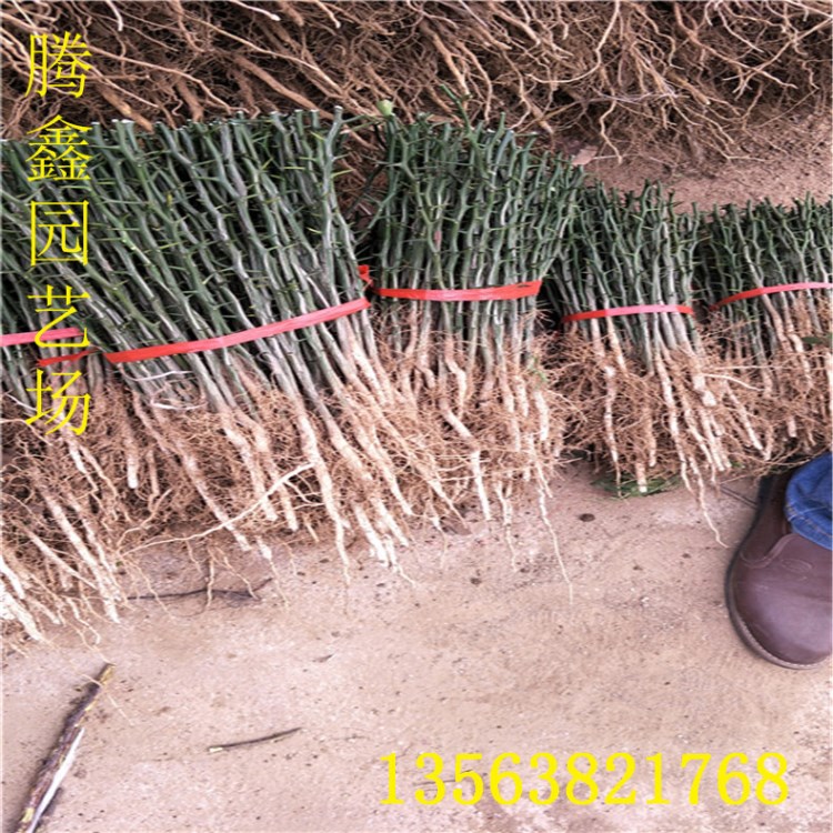 枳壳苗种植示范基地 0.4以上枸橘苗 南方嫁接橘子类占木