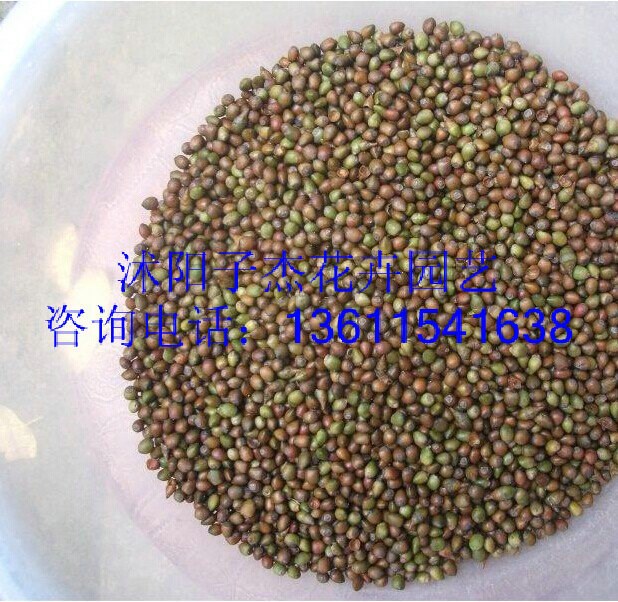新采紅豆樹種子 相思子 鄂西紅豆 量大優惠 發芽率高