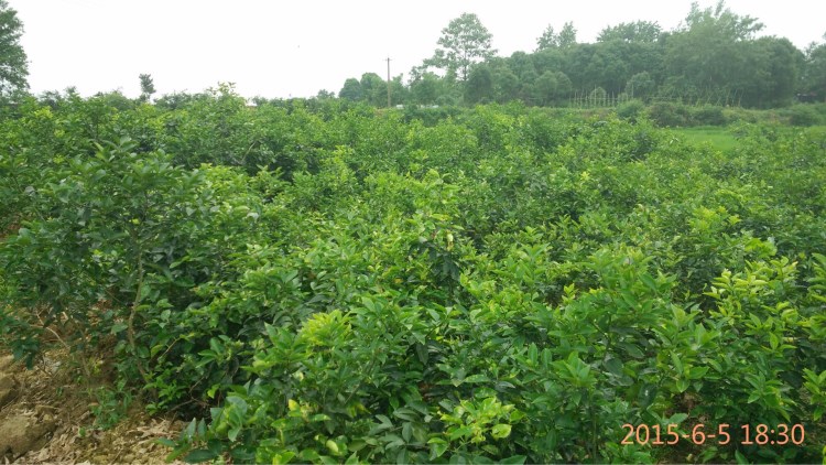 大量供應嫁接枳殼樹苗