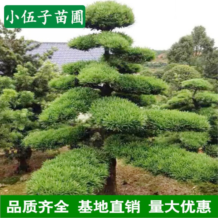 批發(fā)造型羅漢松 園林工程綠化精品庭院樹 規(guī)格湖南基地直銷