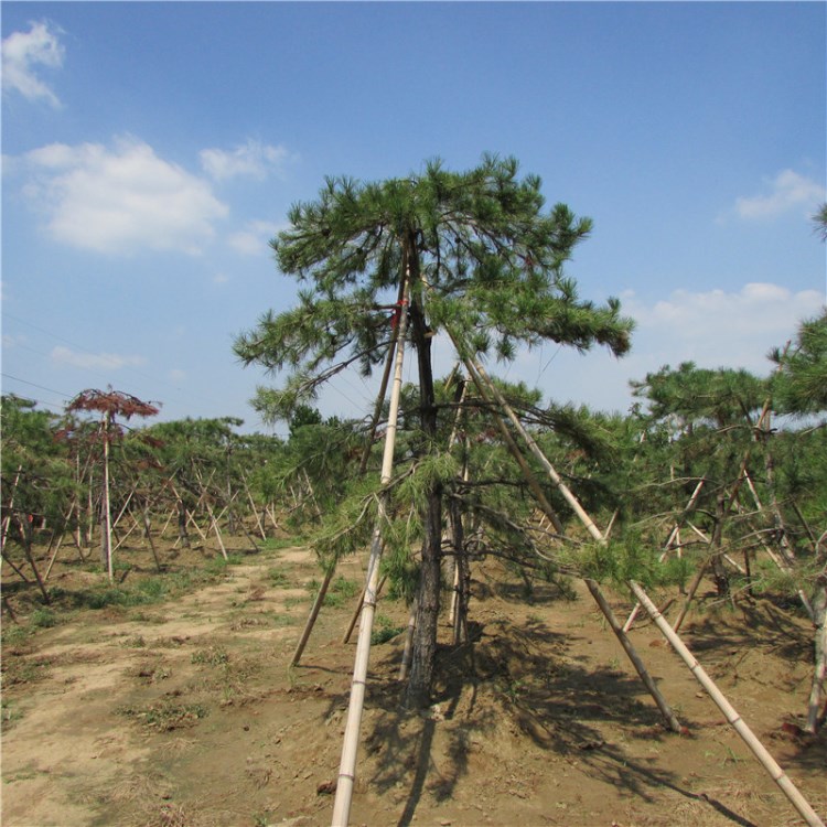 泰安基地供應黑松造型黑松常綠喬木黑松樹苗樹形飽滿規(guī)格全