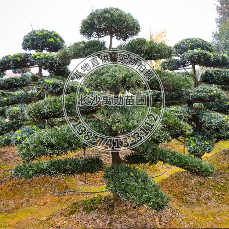 基地批發湖南羅漢松景觀。造型羅漢松樹樁，各種異型羅漢松樹樁。
