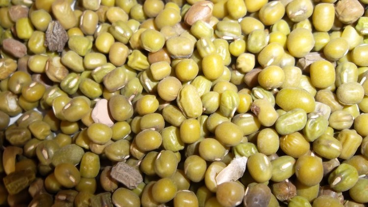供應小雜糧 商品綠豆 食品綠豆