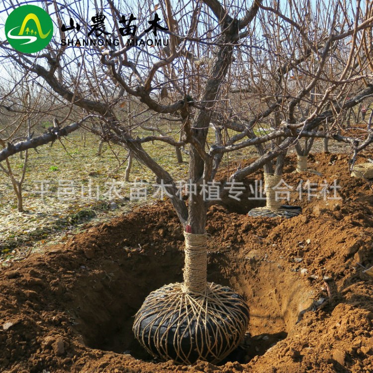 苗圃供應(yīng) 矮化杏樹  珍珠油杏樹  根系發(fā)達
