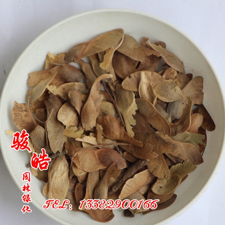 批發(fā)五角楓種子 五角楓樹種子林木種子出芽率高 量大從優(yōu)