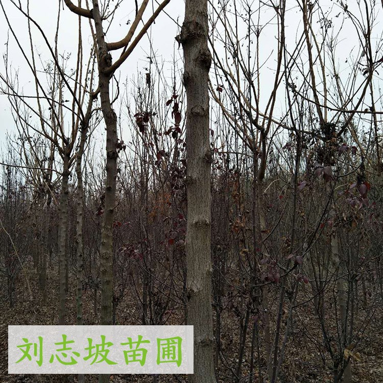 大量出售黃山欒樹樹苗、樹型佳、規(guī)格、真誠合作愉快
