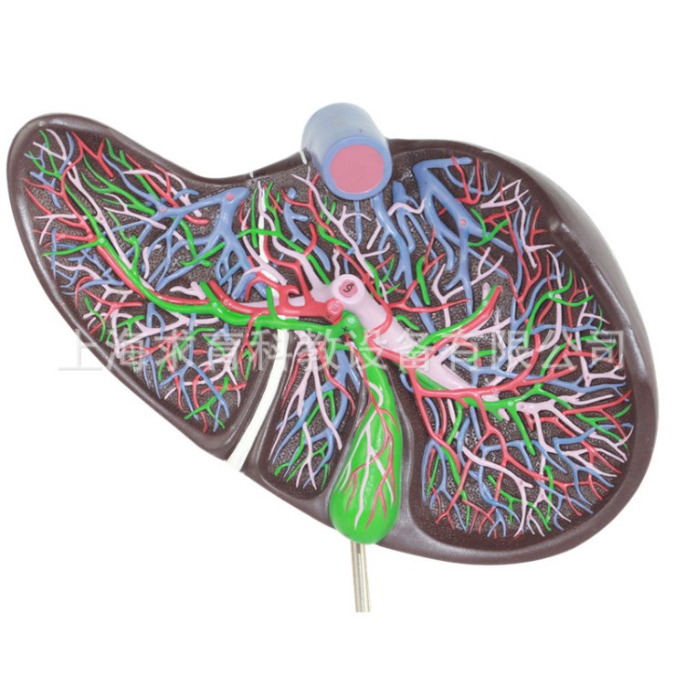人體肝臟模型 肝膽模型 肝的血管分布 膽管分布 肝臟膽囊關(guān)系模型