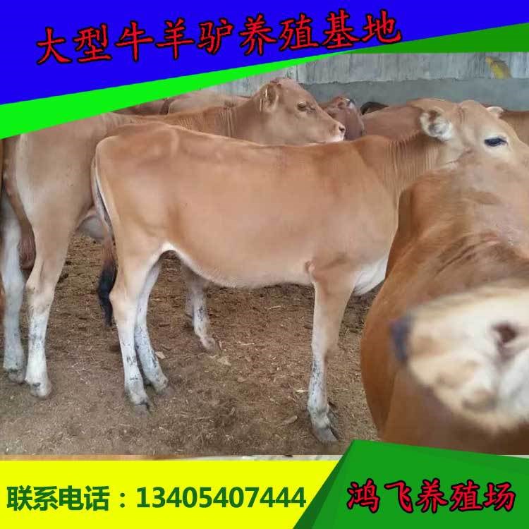 育肥牛肉牛 200公斤波爾山羊育肥牛價(jià)格 肉牛養(yǎng)殖 廠家直銷