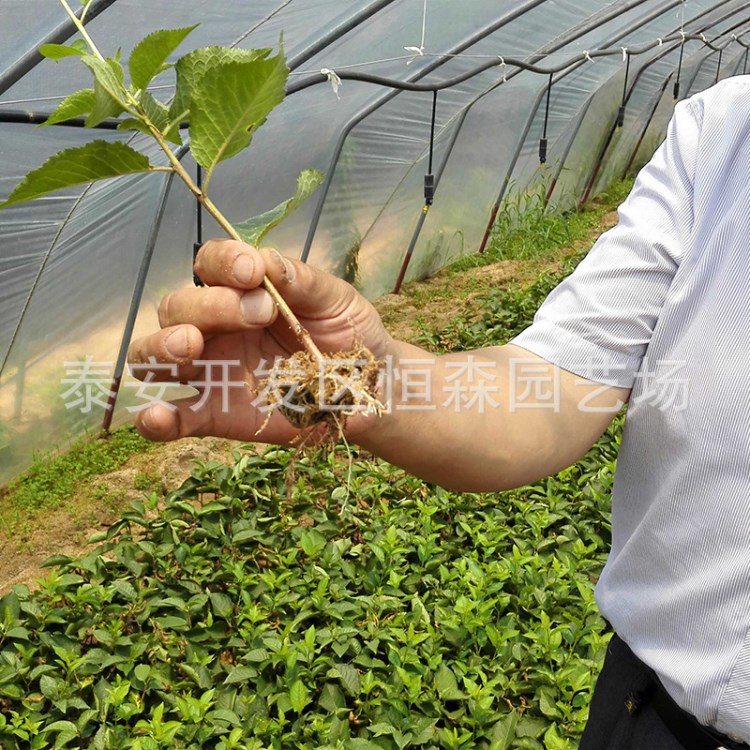 山东大棚矮化樱桃树种植销售基地 大棚矮化樱桃树 欢迎考察