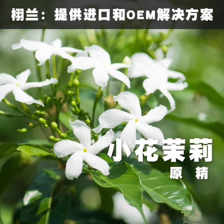 預(yù)定中 栩蘭 小花茉莉原精 Jasminum sambac 單方 原產(chǎn)印度