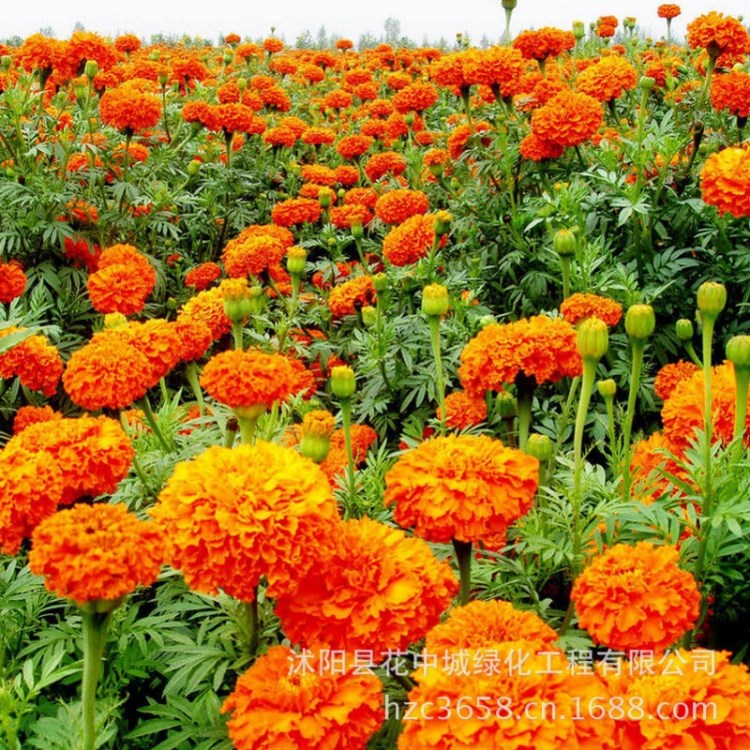 大量批發(fā)草花花卉種子南非萬壽菊 萬壽菊菊花孔雀草混色 品種