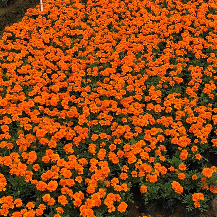 基地直销时令草花批发品种繁多 直销观花花卉庭院观赏性花卉