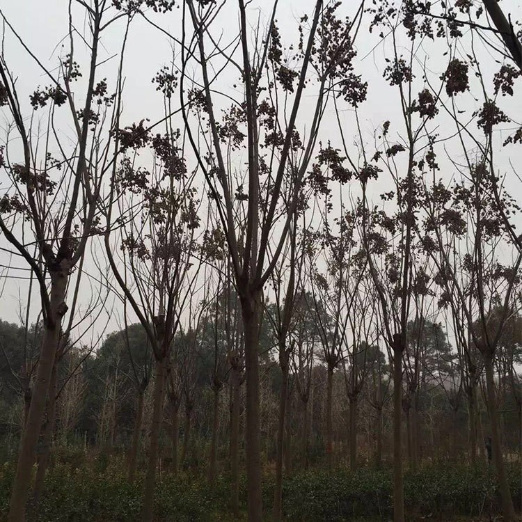 基地批發(fā)欒樹苗 欒樹小苗 規(guī)格全 北欒 黃山欒樹品種量大優(yōu)惠