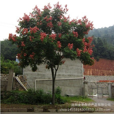 江苏绿化苗北京栾树绿化行道树黄山栾树栾树价格苗圃直销