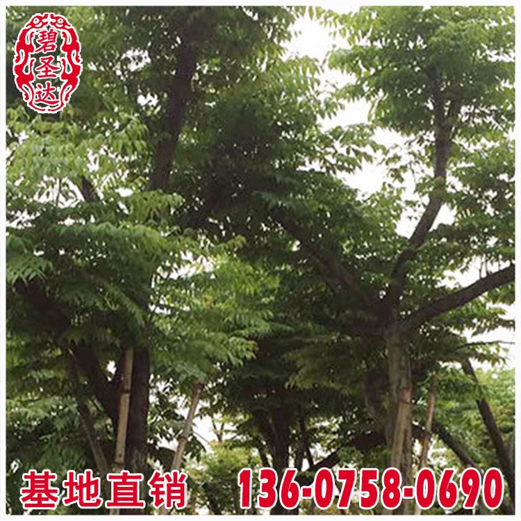 臺灣欒樹批發 基地直銷 移植苗地苗 多規格園林綠化苗木