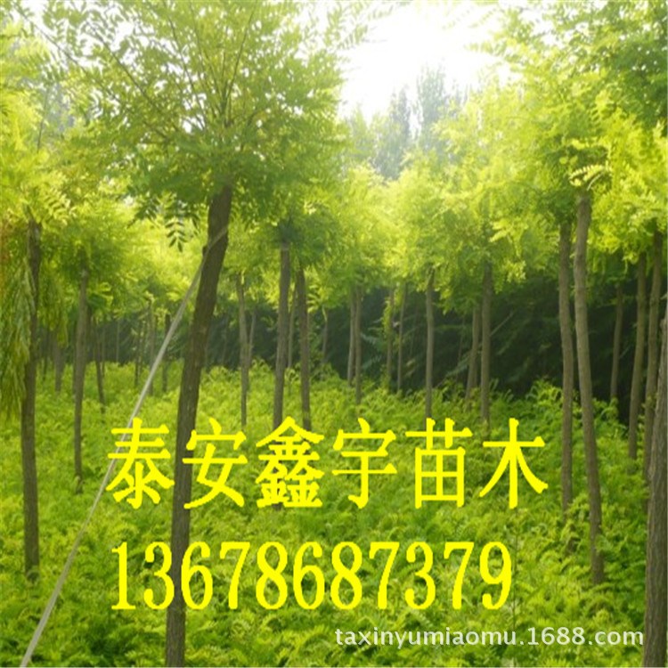 國(guó)槐樹(shù)批發(fā) 園藝場(chǎng)經(jīng)銷多種規(guī)格國(guó)槐 一年生國(guó)槐出售