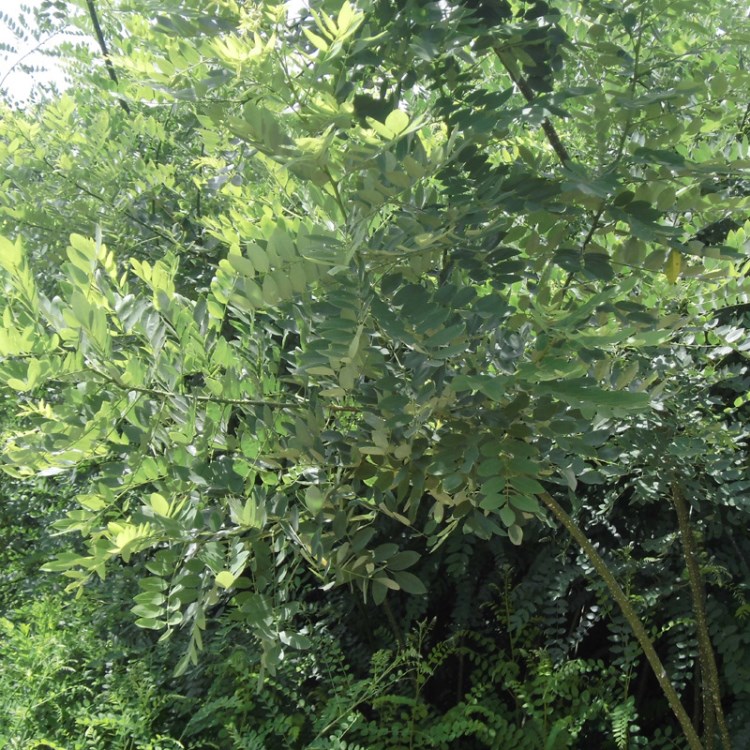 基地直供綠化工程專(zhuān)用 國(guó)槐樹(shù)苗 速生國(guó)槐 品種多 量大從優(yōu)